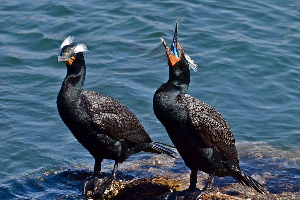 Double-Crested Cormorant by goingslo is licensed under CC BY 2.0